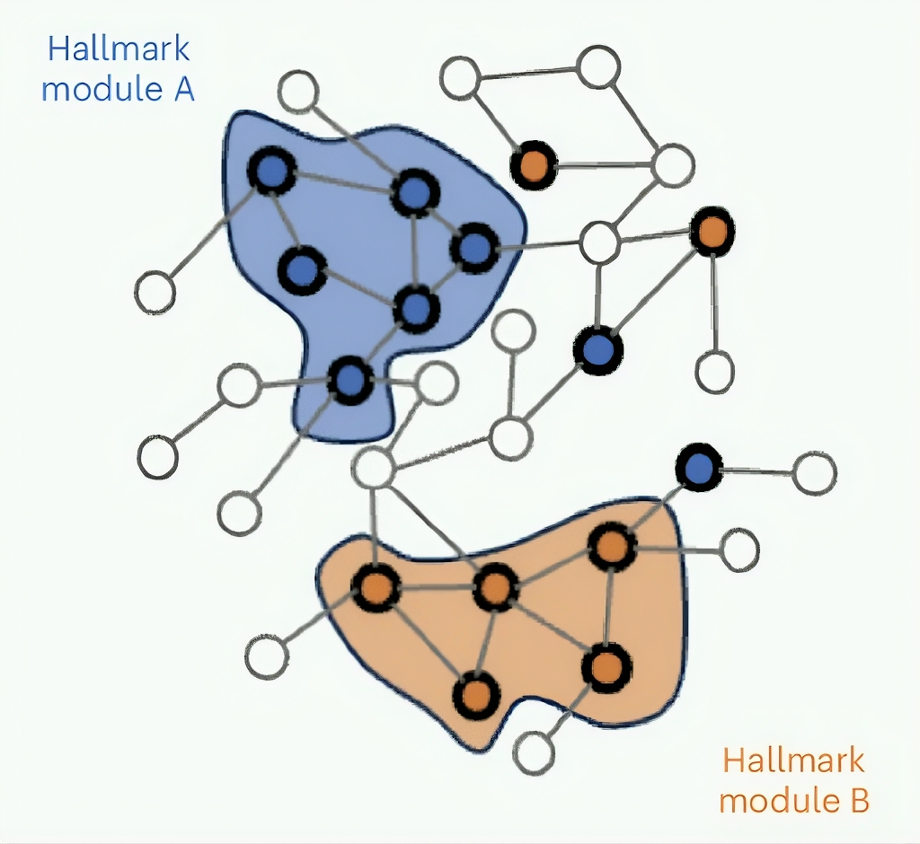 Genes associated with hallmarks of aging form connected components, referred to as networks.