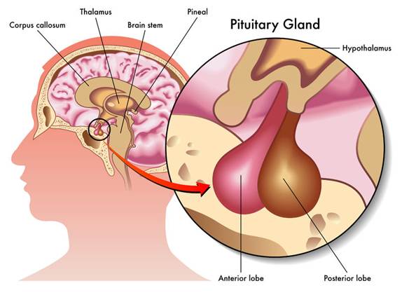 The pituitary gland (circled on the left and magnified on the right) produces and secretes growth hormone and sits at the base of the brain.