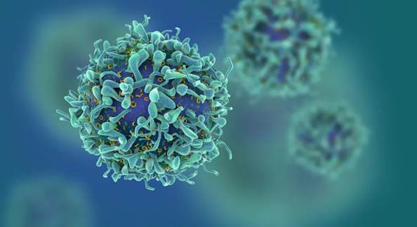 A magnified depiction of T cells