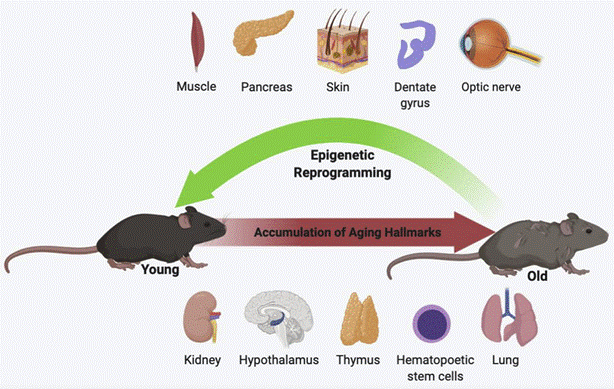 In mice, researchers have used epigenetic reprogramming to rejuvenate tissues (such as muscle and the eye) as well as organs (like the kidney and lungs).