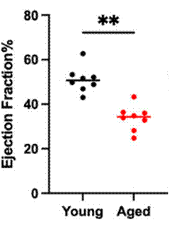 The cardiac aging model showed significantly reduced heart pumping strength.