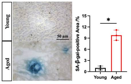 Senescent cells increased dramatically in cardiac tissue of a mouse model of cardiovascular aging.