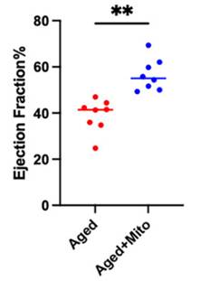 Mitochondrial transplantation significantly increased heart pumping strength in the cardiac aging model.