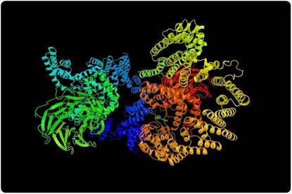 A 3D rendering of mTOR's protein structure
