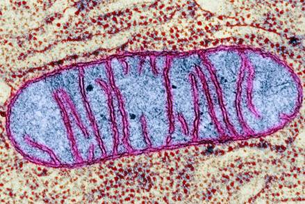 A microscopic image of a mitochondrion, an organelle that resides within cells