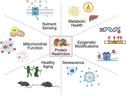 Protein restriction influences six physiological hallmarks related to aging.